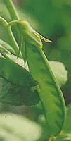 Green arrow peas are another favorite.